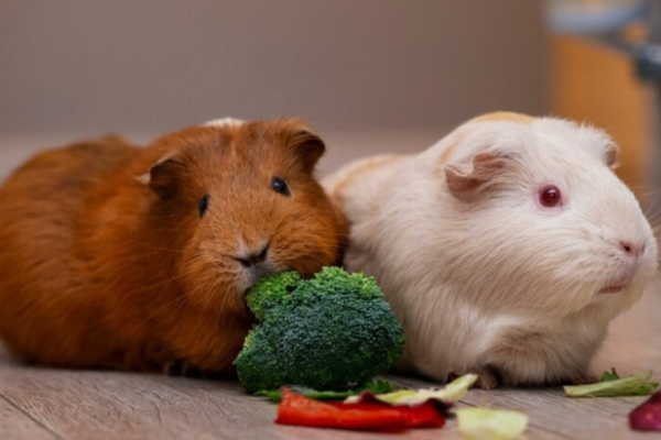 Happy hamster in a cozy habitat with toys and bedding