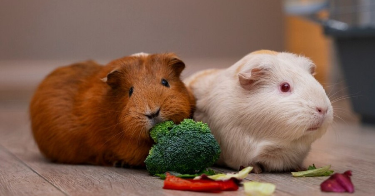 Happy hamster in a cozy habitat with toys and bedding